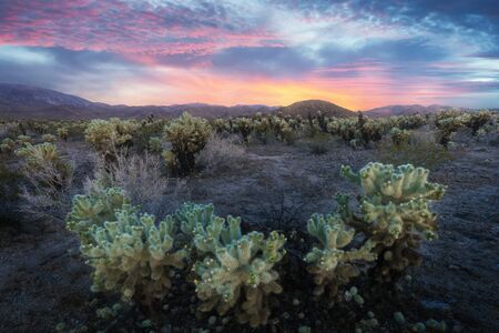 Cholla Cactus Garden in Joshua Tree National Park. In this National Park, the Mojave Desert and the Colorado Desert Ecosystems come together. Summer seasun in California, USAの写真素材