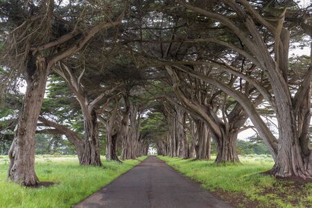 Stunning Cypress Tree Tunnel at Point Reyes National Seashore, California, United States. Fairytale trees in San Francisco, USAの写真素材