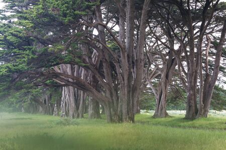 Stunning Cypress Tree Tunnel at Point Reyes National Seashore, California, United States. Fairytale trees in San Francisco, USAの写真素材