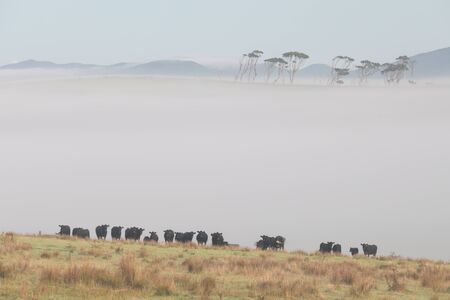 Stunning scene clear blue sky with green grassland in the morning sun. New Zealand agriculture in...