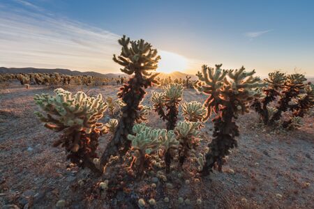 Cholla Cactus Garden in Joshua Tree National Park. In this national park the Mojave desert and the...