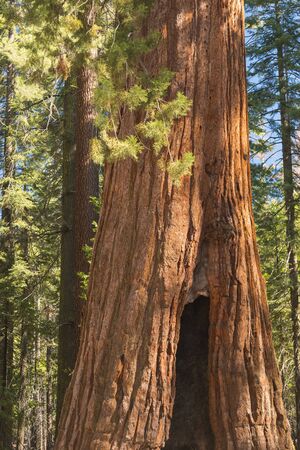 Giant Sequoias Forest. Sequoia National Park, California, Nevada, United States. Giant redwoods or...