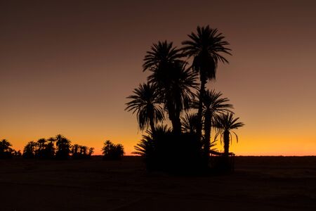 Silhouette of coconut palm trees on beach at sunset. Vintage tone. Landscape with palm trees during...