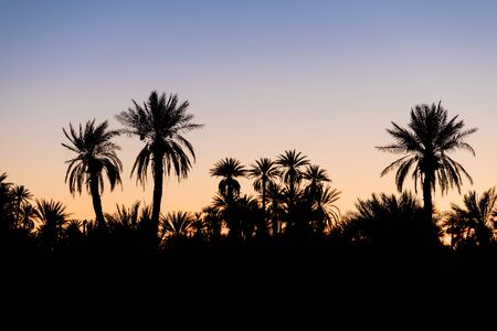 Silhouette of coconut palm trees on beach at sunset. Vintage tone. Landscape with palm trees during summer season, California state, USA Beautiful background conceptの写真素材