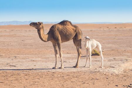 Mother and baby camel in Sahara desert, beautiful wildlife near oasis. Camels walking in Morocco. Brown female trampler with white cub. One-humped camels. Picturesque sunny day with blue skyの写真素材