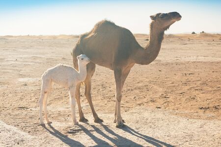 Mother and baby camel in Sahara desert, beautiful wildlife near oasis. Camels walking in Morocco. Brown female trampler with white cub. One-humped camels. Picturesque sunny day with blue skyの写真素材