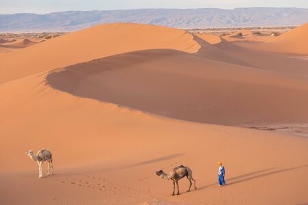 Bedouin and camel on sandy desert Beautiful sunset with caravan on Sahara, Morocco Desert with camel...