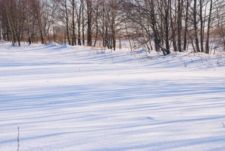 Shadow of trees on snowの写真素材