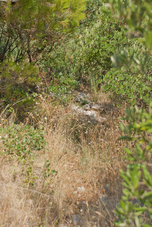 Olive Trees in countryside of Igrane, Dalmatia, Croatiaの写真素材