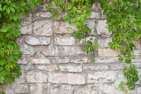 Photo of Stone wall with green ivy 