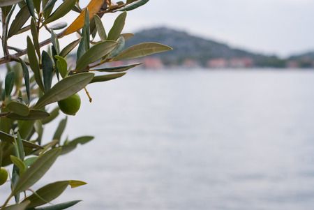 Photo of Olive tree with sea and city as backgroundの写真素材