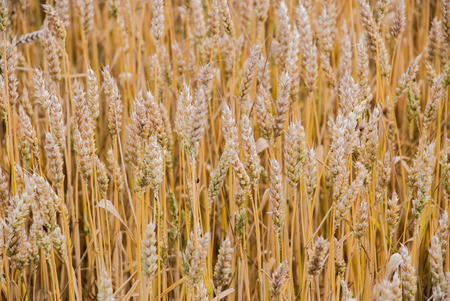 Photo of yellow wheat growing in a farm fieldの写真素材