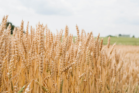 Photo of yellow wheat growing in a farm fieldの写真素材