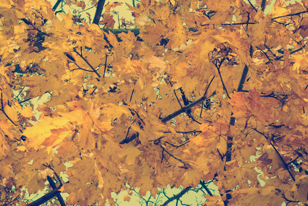 Photo of autumn leaves with blue sky as background