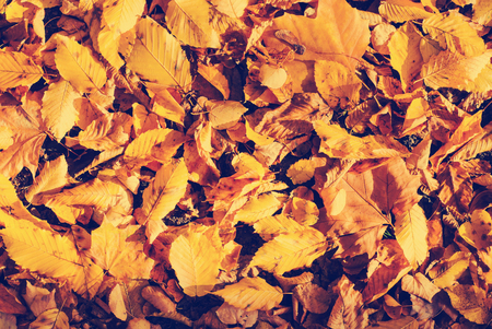 Photo of autumn leaves - perfect for seasonal backgroundの写真素材