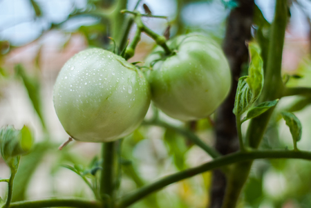 Photo of green tomatoes growing on the shrubの写真素材