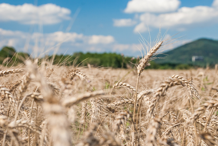 Photo of wheat field against blue sky with clouds