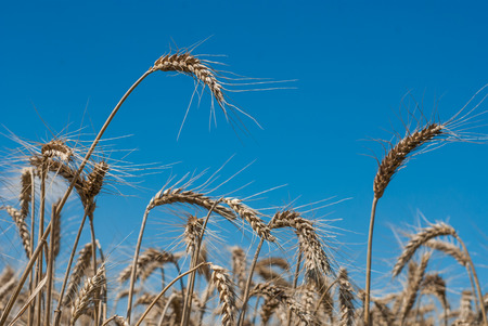 Photo of wheat field against blue sky with clouds