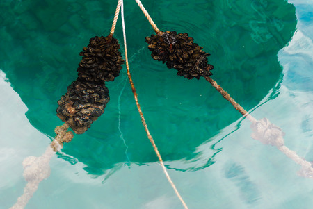 Photo of Blue mussles on the mooring line in the sea