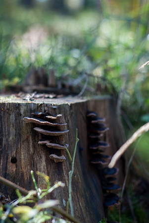 Photo of mushroom on the trunk, forestの写真素材