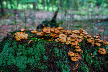 Photo of Autumn forest. Group of orange and yellow mushrooms on the old logの写真素材