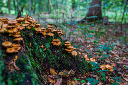 Photo of Autumn forest. Group of orange and yellow mushrooms on the old logの写真素材