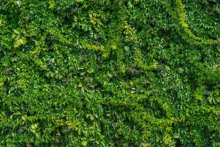Photo of Green leaves wall background. Green ivy texture.