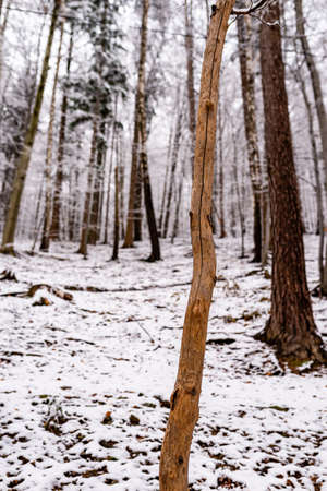 Photo of beautiful snowy forest, wintertime walk in Polish mountainsの写真素材