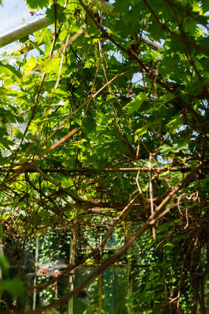 Photo of Grapes growing in a glasshouse. Greenhouse full of vine.の写真素材