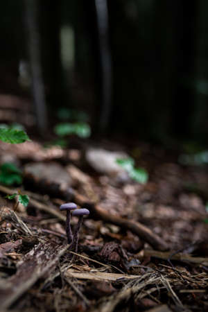 Photo of wild growing poisonous mushrooms in the forest. Closeup.の写真素材