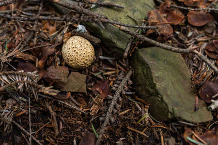 Photo of wild growing poisonous mushrooms in the forest. Closeup.の写真素材