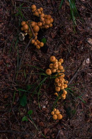 Photo of wild growing poisonous mushrooms in the forest. Closeup.
