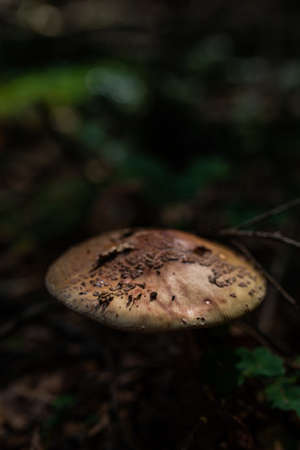 Photo of wild growing poisonous mushrooms in the forest. Closeup.の写真素材