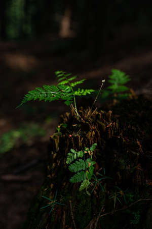 Photo of Small wild fern growing in the forest on the old tree stump.の写真素材