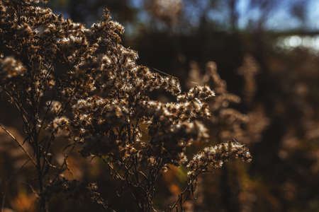 Photo of Dry pampas grass on the field or meadow on sunny autumn day.の写真素材