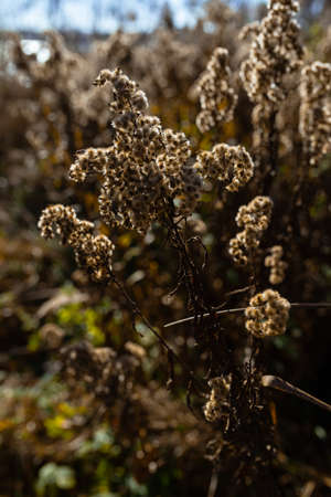 Photo of Dry pampas grass on the field or meadow on sunny autumn day.