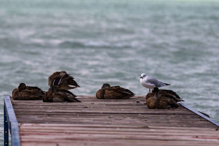 Photo of Ducks and gull standing on the shore of the Balaton Lake, Siofok, Hungaryの写真素材