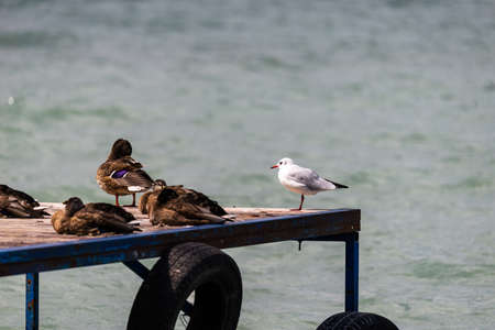 Photo of Ducks and gull standing on the shore of the Balaton Lake, Siofok, Hungaryの写真素材