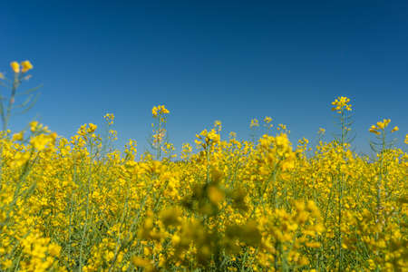 Photo of The rapeseed blooms with yellow flowers with blue sky as background. Closeup. Selective...