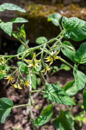 Photo of Tomatoes plant. Young vegetables growing in glasshouse. Close-up.の写真素材