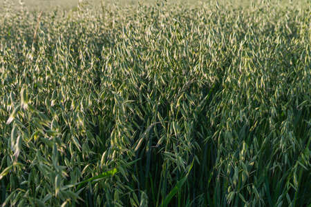 Photo of Young oat growing on the field on sunny spring or summer day.の写真素材