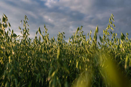 Photo of Young oat growing on the field on sunny spring or summer day.