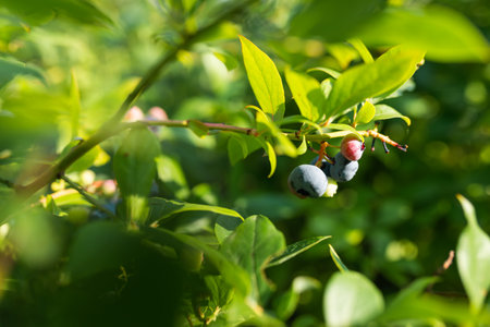 Photo of Organic blueberries growing on green bush.の写真素材