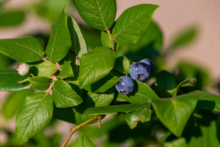 Photo of Organic high american blueberries growing on green bush.の写真素材