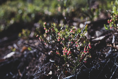 Photo of Wild growing baby blueberries. Young blueberries on the branch in the forest. vintage...