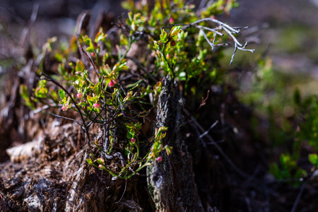 Photo of Wild growing baby blueberries. Young blueberries on the branch in the forest.の写真素材