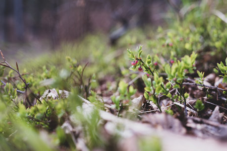 Photo of Wild growing baby blueberries. Young blueberries on the branch in the forest. vintage version.の写真素材