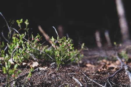 Photo of Wild growing baby blueberries. Young blueberries on the branch in the forest. vintage...