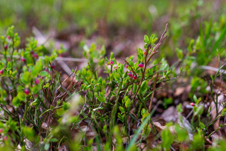 Photo of Wild growing baby blueberries. Young blueberries on the branch in the forest.の写真素材