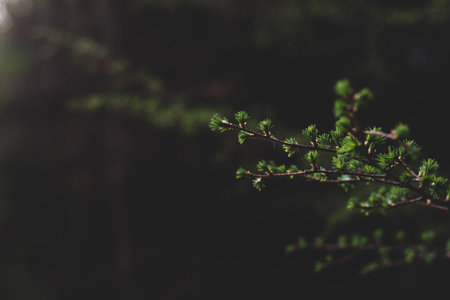 Photo of Young, green larch (larix) needles. selective focus. Perfect for background. copy space. vintage version.の写真素材